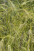Common barley (Hordeum vulgare)