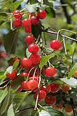 De Montmorency' cherries on the tree