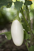 Eggplant 'Alkon' = 'Albino'