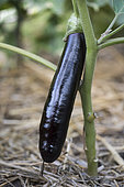 Eggplant 'Little Fingers'