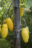 Tomato 'Banana Legs'