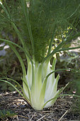 Fennel 'Sweet Early Summer'