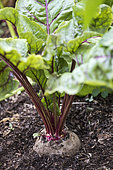 Beetroot 'Detroit 2' in a vegetable garden