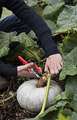 Harvest a Pumpkin 'Bleu de Hongrie'