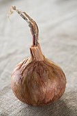 Roscoff onion (Keravel onion. Roscoff pink type) grown by Mr Yamashita