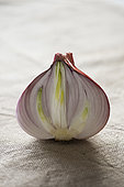 Section of an onion showing the formation of young shoots