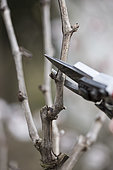 Two-eye pruning of a 'Chasselas doré de Fontainebleau' vine trained on a trellis