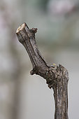 Two-eye pruning of a 'Chasselas doré de Fontainebleau' vine trained on a trellis