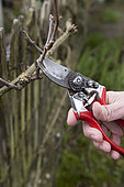 Two-eye pruning of a 'Chasselas doré de Fontainebleau' vine trained on a trellis