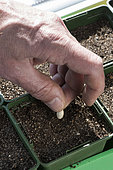 Sowing of zucchini 'Blanche d'Égypte' in pots