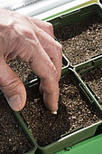 Sowing of zucchini 'Blanche d'Égypte' in pots