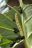 Large White (Pieris brassicae) caterpillar on a cabbage leaf shedding excrement