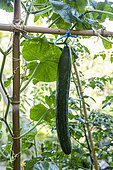 Concombre ‘Satsuki Madori’ palissé dans un jardin potager