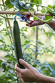 Récolte de concombre ‘Satsuki Madori’ palissé dans un jardin potager