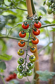 Cocktail tomatoes in a vegetable garden