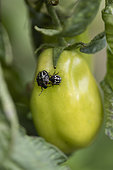 Southern green shield bug (Nezara viridula) on a green tomato