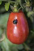 Southern green shield bug (Nezara viridula) on a tomato