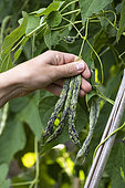 Harvest French beans 'La Vigneronne'