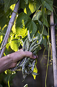 Harvest French beans 'La Vigneronne'