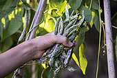Harvest French beans 'La Vigneronne'