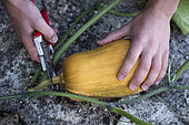 Harvesting a "Butternut Sonca Orange" squash