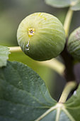 Fig "Goutte de miel" (Honey drop), Syn: "Goutte d'Or" (Golden drop) with its characteristic exudate