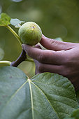Harvest of a Fig "Goutte de miel" (Honey drop), Syn: "Goutte d'Or" (Golden drop) with its characteristic exudate