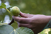 Harvest of a Fig "Goutte de miel" (Honey drop), Syn: "Goutte d'Or" (Golden drop) with its characteristic exudate