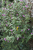 Mauve du Cap (Anisodontea capensis) en fleurs