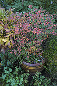 Autumn colours of the flowering cherry 'Kojo-no-Mai' in a garden pot (Prunus incisa 'Kojo-no-Mai')