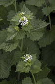 Garlic Mustard (Alliaria petiolata) in bloom