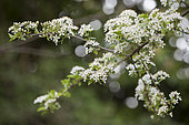 St Lucie cherry (Prunus mahaleb) flowers