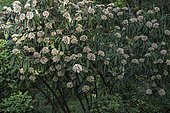 Leatherleaf viburnum (Viburnum rhytidophyllum) in bloom in a garden