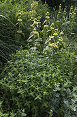 Oregano (Origanum vulgare) and Jerusalem sage (Phlomis russeliana)