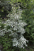 Russian Olive 'Quicksilver' (Elaeagnus angustifolia 'Quicksilver')