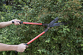 Pruning a Vanhoutte Spirea (Spiraea x vanhouttei) after flowering in a garden