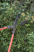 Pruning a Vanhoutte Spirea (Spiraea x vanhouttei) after flowering in a garden