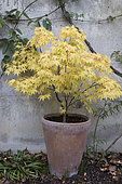 Japanese maple (Acer palmatum) 'Sango kaku' in a pot in the garden in autumn