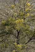 Hedge maple (Acer campestre) covered with mistletoe (Viscum album) in early spring