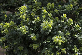 Box tree 'Rotundifolia (Buxus sempervirens 'Rotundifolia')