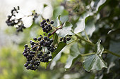 Lierre des bois en fruit (Hedera helix)