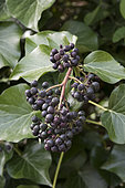 English ivy (Hedera helix) fruits