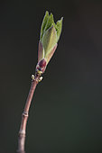 Budburst of an hedge Maple (Acer campestre)