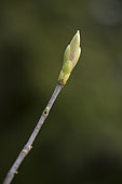 Bud of Sycamore maple (Acer pseudoplatanus)