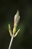 Budburst of a Sycamore maple (Acer pseudoplatanus) in spring