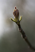 Budburst of a Walnut (Juglans regia) in spring