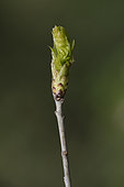 Budburst of a Common oak (Quercus robur) in spring