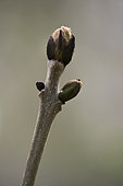 Budburst of an European ahs (Fraxinus excelsior) in spring