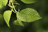 Leaves of Field elm (Ulmus minor) in spring