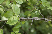 Leaves and twig of Field elm (Ulmus minor) with Corky outgrowth